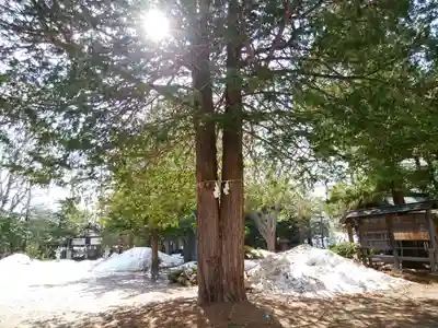 琴似神社(北海道)