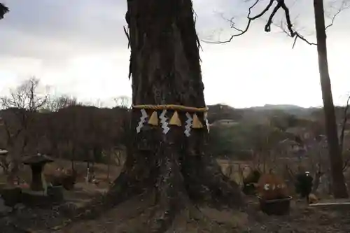 阿久津「田村神社」（郡山市阿久津町）旧社名：伊豆箱根三嶋三社の自然
