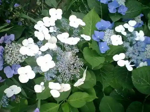 御霊神社の自然