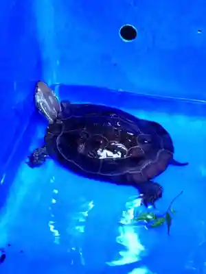 下谷神社(東京都)