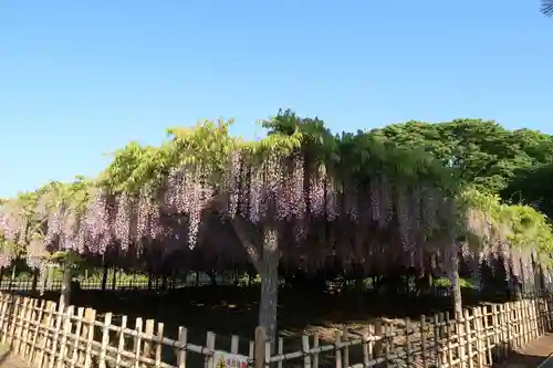 玉敷神社の自然