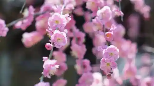 道明寺天満宮の自然