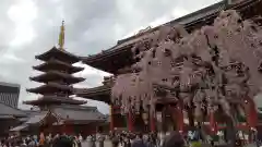 浅草神社の自然