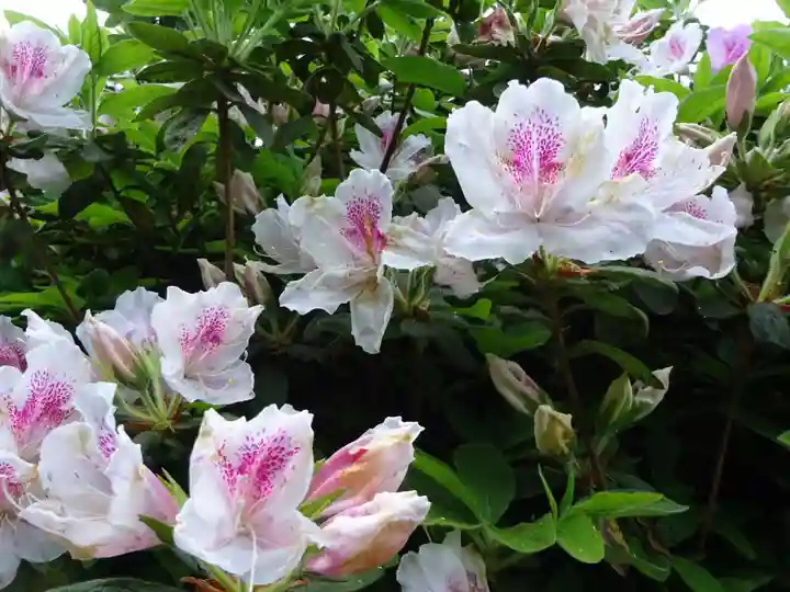 塩船観音寺の自然