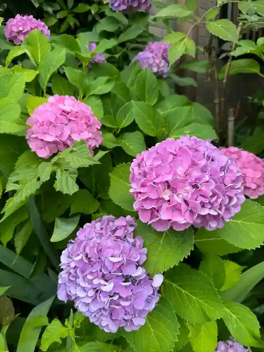 赤坂氷川神社(東京都)
