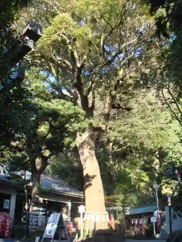 八雲神社（鎌倉・大町）の自然