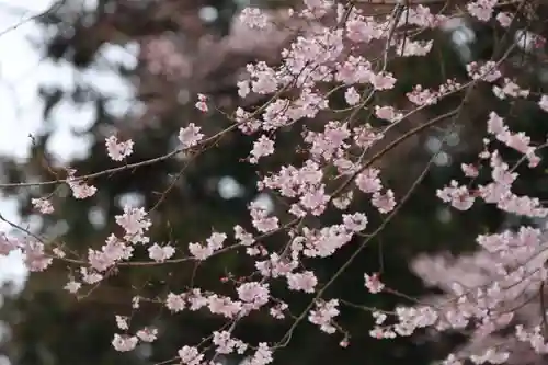 神炊館神社 ⁂奥州須賀川総鎮守⁂の自然