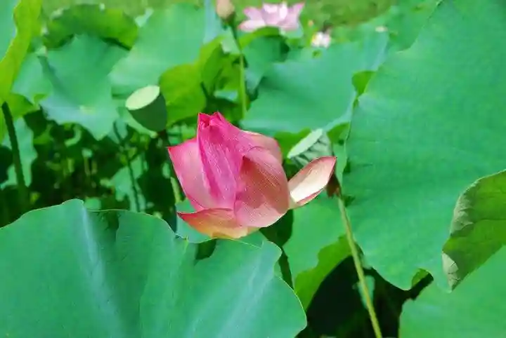 源久寺(山口県)