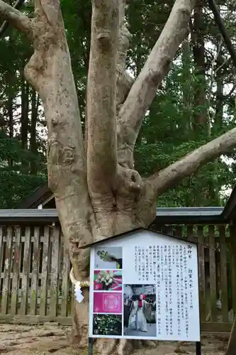 天岩戸神社(宮崎県)