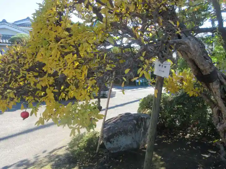 傳心寺(神奈川県)
