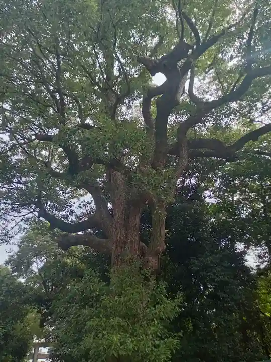 和泉國一之宮 大鳥大社の自然