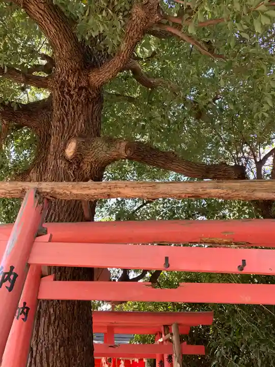 王子神社の鳥居