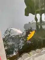 善知鳥神社の動物