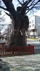 大國魂神社の自然