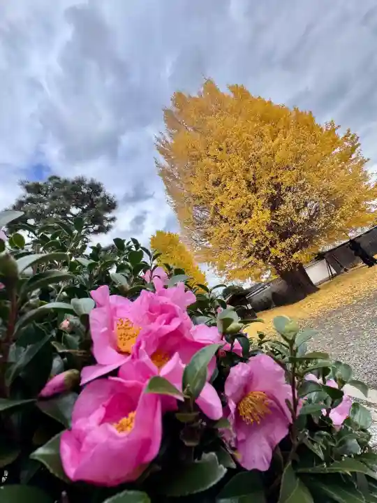 慧光寺(京都府)