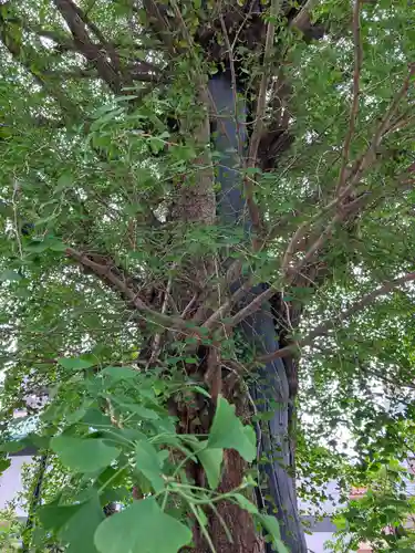 成子天神社の自然