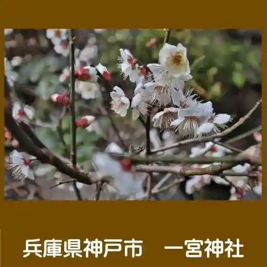 一宮神社の自然