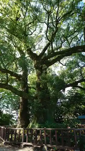 高良大社の自然