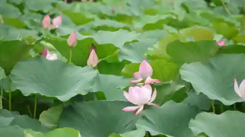 大覚寺の自然