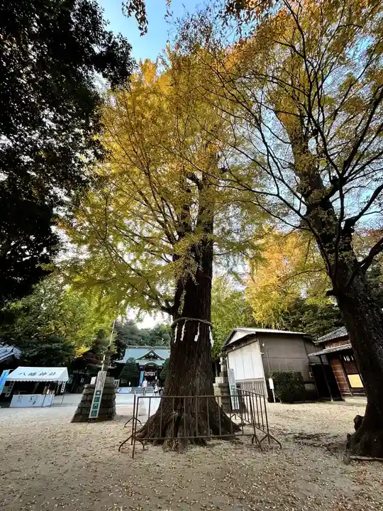春日部八幡神社の自然