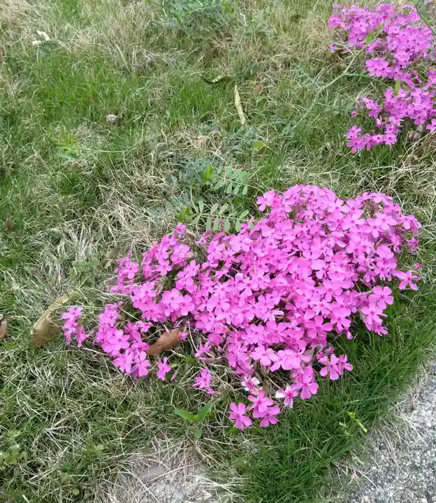 河内阿蘇神社(熊本県)