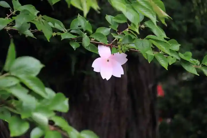 高司神社〜むすびの神の鎮まる社〜の授与品その他