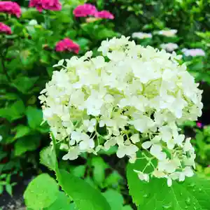 豊景神社の自然(2020年07月02日(木) 05時55分15秒投稿)