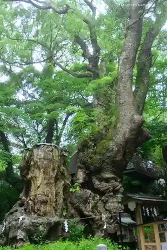 來宮神社(静岡県)