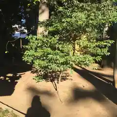 天沼八幡神社の建物その他