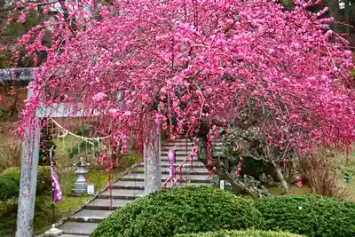 三春大神宮の鳥居
