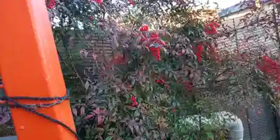 新宮神社の自然