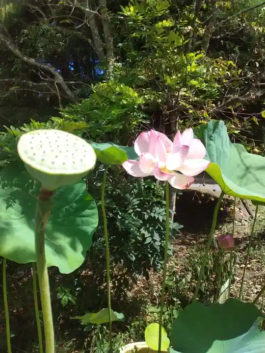 願入寺(茨城県)