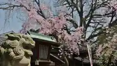 武信稲荷神社の狛犬