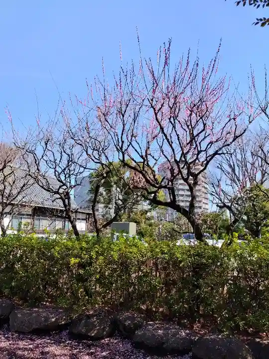 新井天神北野神社の自然