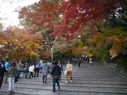 光明寺（粟生光明寺）の自然