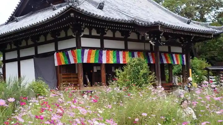 般若寺 ❁コスモス寺❁(奈良県)