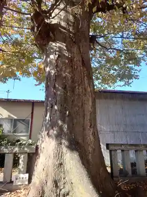 田名八幡宮(神奈川県)