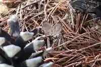 三津厳島神社(愛媛県)