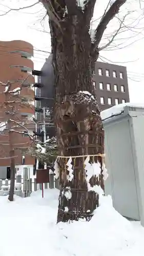 北海道神宮頓宮の自然