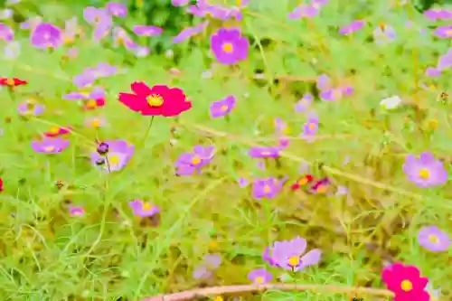 妙龍神社(新潟県)