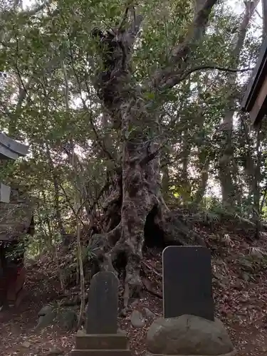 安房神社(千葉県)