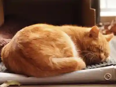 天王山 安楽寺の動物