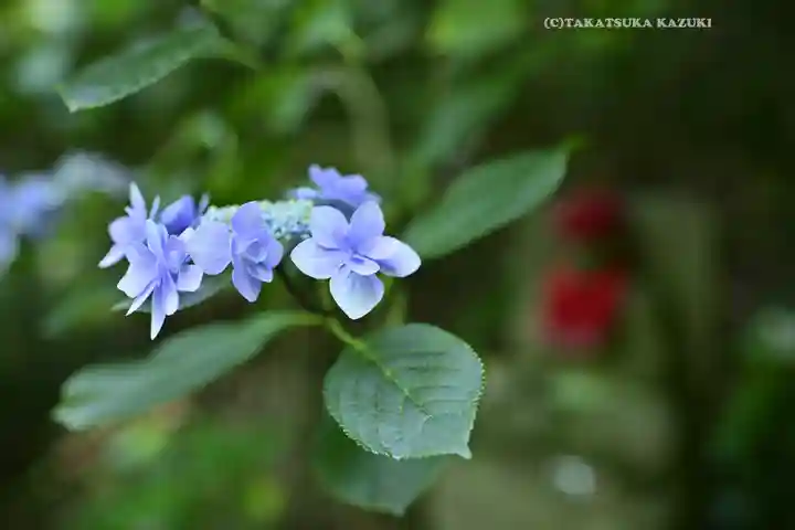 高幡不動尊 金剛寺(東京都)