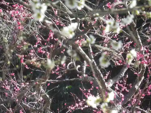 荏柄天神社の自然