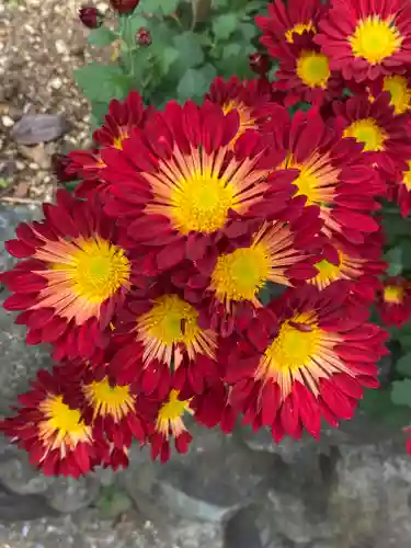横浜御嶽神社の自然