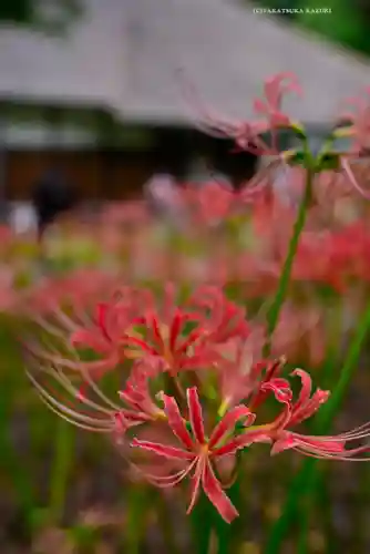 横浜　西方寺(神奈川県)