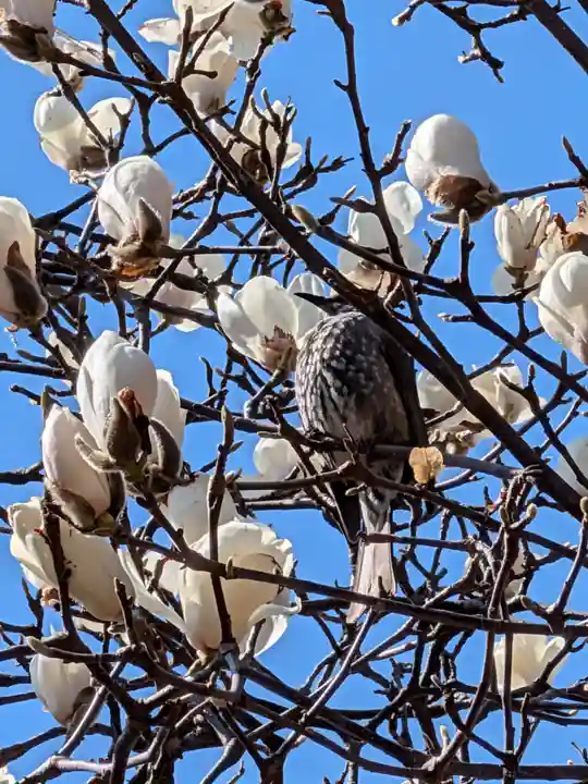 柏の宮稲荷神社(東京都)