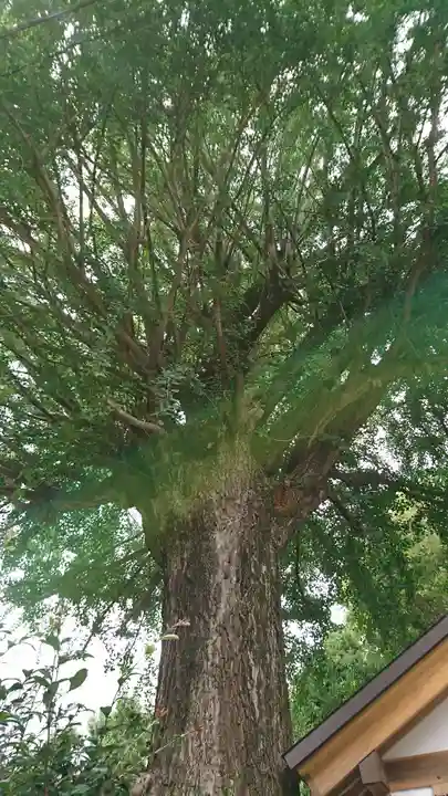 手取天満宮の自然