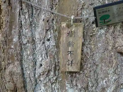 野津田薬師堂(福王寺)の自然
