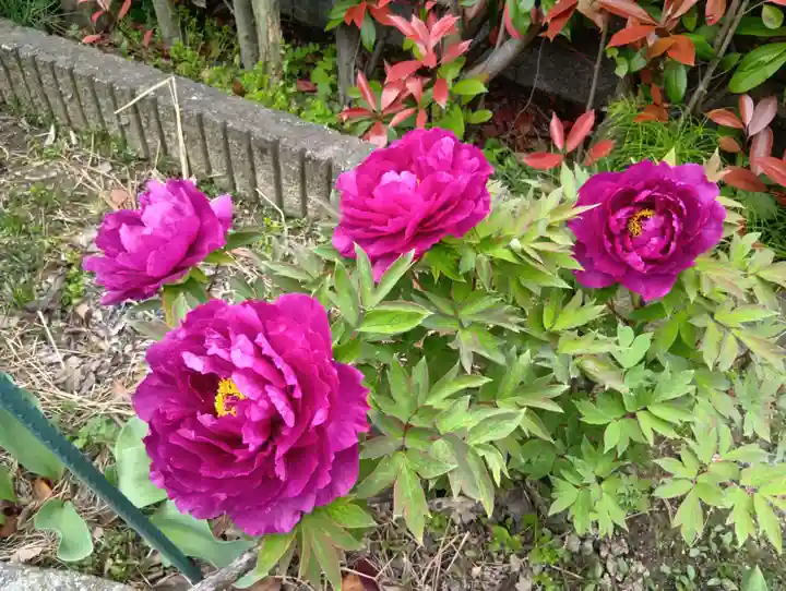 本覚寺(岐阜県)